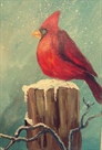 Kardinal im Winter